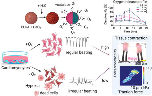 Oxygen-generating microparticles