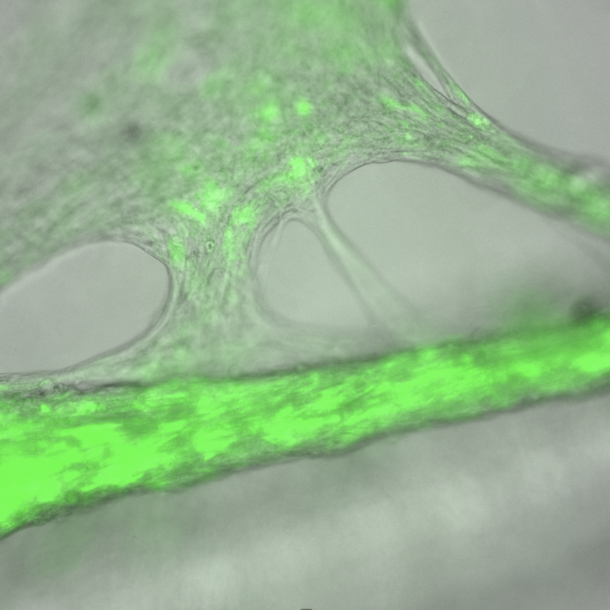 Dextran perfusion assay