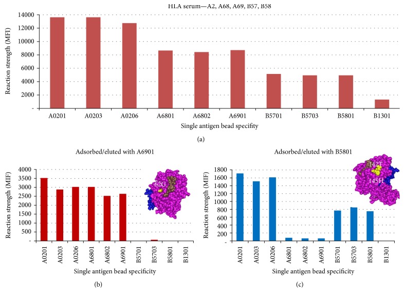 Antibody epitope mapping