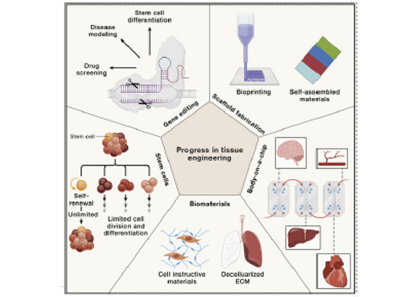 Tissue Bioprinting for Biology and Medicine