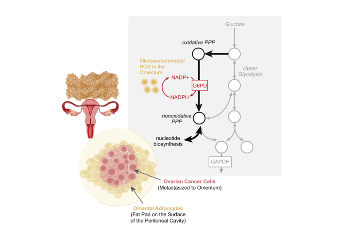 Ovarian Cancer in the Fatty Omentum: Metabolic Enzyme’s Key Role in Tumor Metastasis