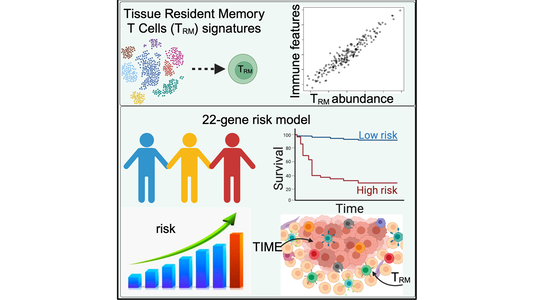 Gene Signatures from Tissue-Resident T Cells as a Predictive Tool for Melanoma Patients