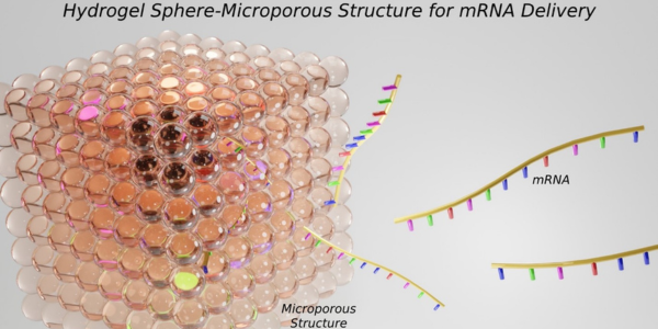Hydrogel Spheres Compose a Microporous Structure for Localized mRNA Delivery
